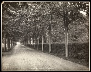 トーマスエジソンの家での並木道、1907年（銀ゼラチンプリント） 作： Byron Company
